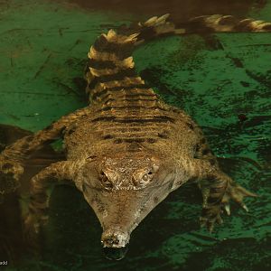 Slender-snouted crocodile : Crocodiles of the World : 01 Jun 2024