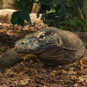 Komodo dragon : Crocodiles of the World : 01 Jun 2024