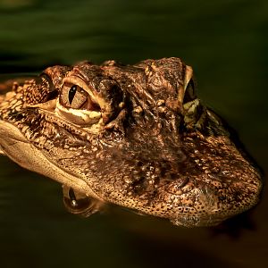 Broad-snouted caiman : Crocodiles of the World : 01 Jun 2024