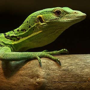 Green tree monitor : Crocodiles of the World : 01 Jun 2024