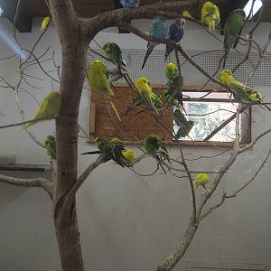 Indoor housing for budgerigars, 2024-05-21
