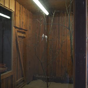 Indoor aviary for breeding form cockatiels, 2024-05-21