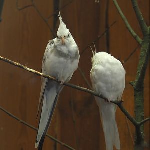White breeding form Cockatiels (Nymphicus hollandicus), 2024-05-21
