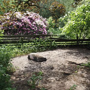 Vietnamese pot-bellied pig pen, 2024-05-21