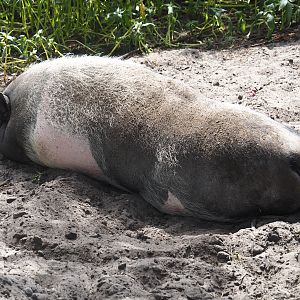 Vietnamese pot-bellied (Sus domesticus), 2024-05-21