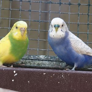 Budgerigars (Melopsittacus undulatus), 2024-05-21
