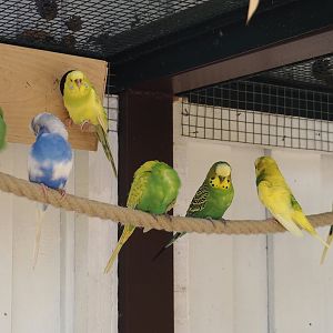 Budgerigars (Melopsittacus undulatus), 2024-05-21