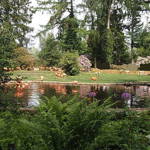American flamingo exhibit, 2024-05-21