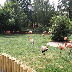 American flamingo exhibit, 2024-05-21