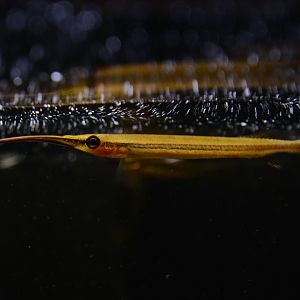 Goldspot halfbeak (Hemirhamphodon chrysopunctatus)