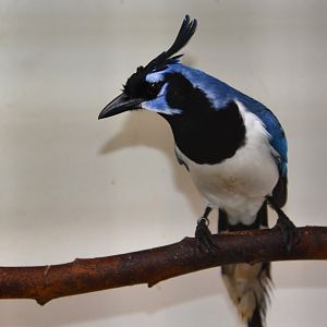 Black-throated magpie-jay (Cyanocorax colliei)
