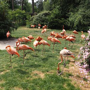 American flamingo exhibit, 2024-05-21