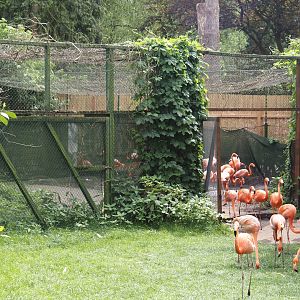 American flamingo holding aviary, 2024-05-21