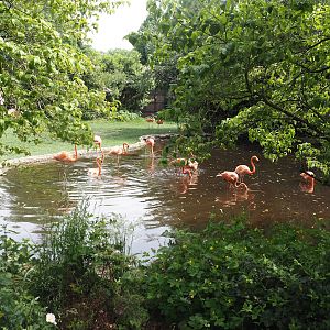 American flamingo exhibit, 2024-05-21