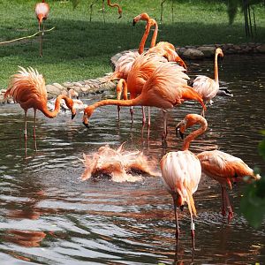 American flamingos (Phoenicopterus ruber), 2024-05-21