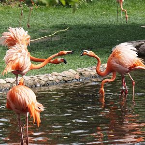 American flamingos (Phoenicopterus ruber), 2024-05-21