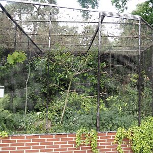 White-backed Australian magpie aviary, 2024-05-21