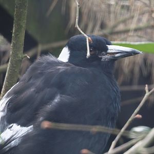 White-backed Australian magpie (Gymnorhina tibicen hypoleuca), 2024-05-23