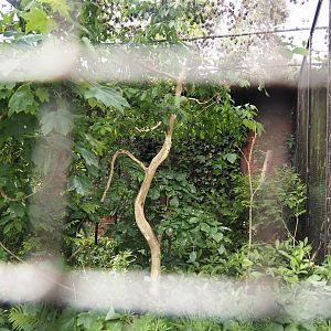 Scaly-breasted lorikeet aviary, 2024-05-21