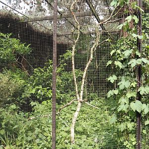 Fawn-breasted bowerbird aviary, 2024-05-21
