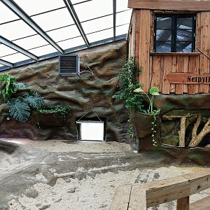 Aldabra giant tortoise indoors - Masaguaral hall