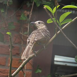 Fawn-breasted bowerbird (Chlamydera cerviniventris), 2024-05-21