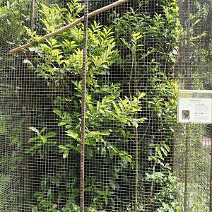 Yellow-streaked lory and Dusky lory aviary, 2024-05-21