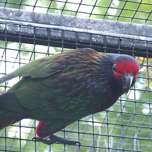 Aru yellow-streaked lory or Carmine-fronted lory (Chalcopsitta scintillata rubrifrons), 2024-05-23