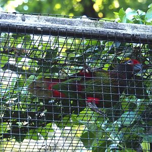 Aru yellow-streaked lory or Carmine-fronted lory (Chalcopsitta scintillata rubrifrons), 2024-05-23