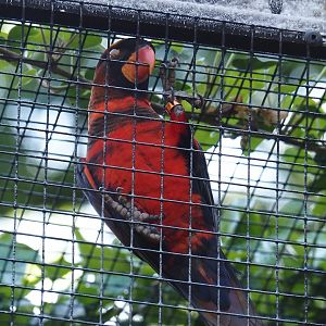 Dusky lory (Pseudeos fuscata), 2024-05-23