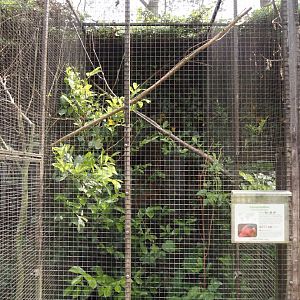 Purple-bellied lory aviary, 2024-05-21