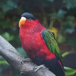 Purple-bellied lory (Lorius hypoinochrous), 2024-05-23