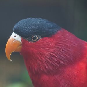 Purple-bellied lory (Lorius hypoinochrous), 2024-05-23