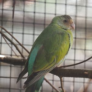 Female Golden-shouldered parrot (Psephotellus chrysopterygius), 2024-05-21