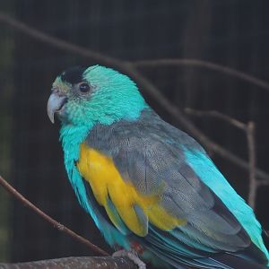 Male Golden-shouldered parrot (Psephotellus chrysopterygius), 2024-05-23