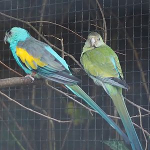 Golden-shouldered parrot pair (Psephotellus chrysopterygius), 2024-05-23