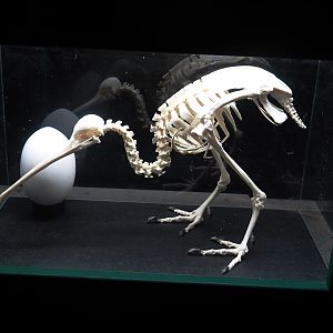 Northern brown kiwi skeleton, 2024-05-21