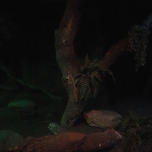 Northern brown kiwi exhibit, 2024-05-21