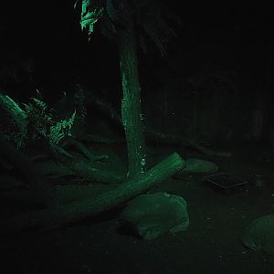 Northern brown kiwi exhibit, 2024-05-21