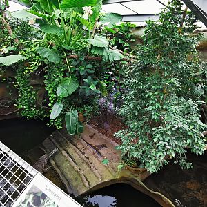 Enclosure for false gharial (Tomistoma schlegelii) - Masaguaral hall