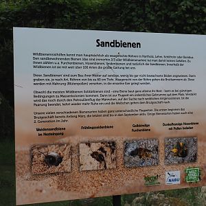 Sign about native Andrena miner bees or sand bees, 2024-05-23
