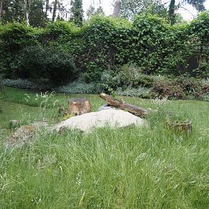 Garden area with sandy zone for native Andrena miner bees or sand bees, 2024-05-23