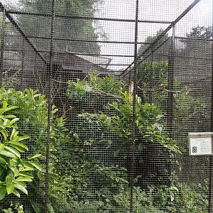 Red bird-of-paradise aviary, 2024-05-21
