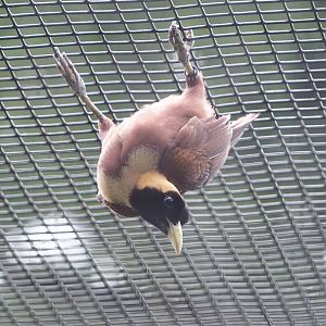 Red bird-of-paradise (Paradisaea rubra), 2024-05-24