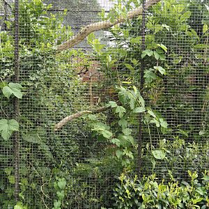 Raggiana bird-of-paradise aviary, 2024-05-21