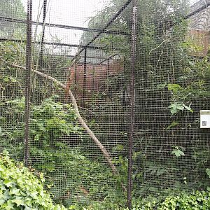 Twelve-wired bird-of-paradise aviary, 2024-05-21
