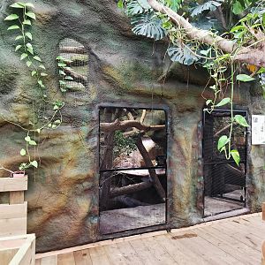 Exhibits for crocodile monitors (Varanus salvadorii) - Masaguaral hall