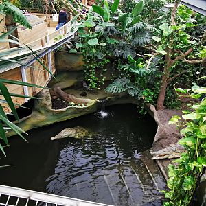 Orinoco crocodiles (Crocodylus intermedius) - Masaguaral hall