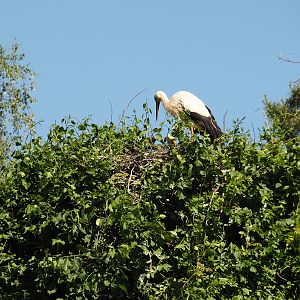 European white stork nest, 2024-05-23