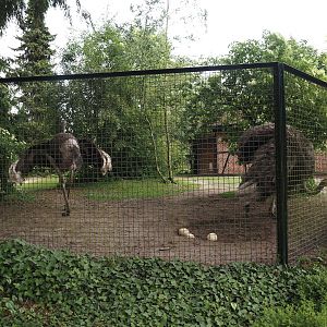 Ostrich and Abyssinian ground hornbill paddock (With nest area), 2024-05-21